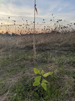 Photo d’un jeune chêne rouge planté en 2024