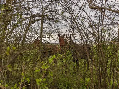 Photo de trois chevaux prise à travers la haie