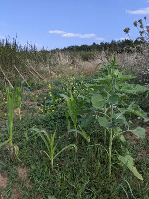 Photo du potager en permaculture, avec des tourneols et des patates douces