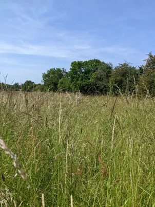 Photo des herbes folles qui poussent dans un coin du terrain