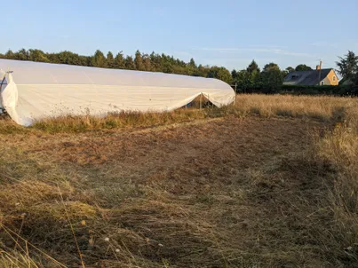 Photo des herbes folles qui poussent dans un coin du terrain