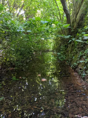 Photo du ruisseau le Dorat, un ruisseau qui coule entre les noisetiers